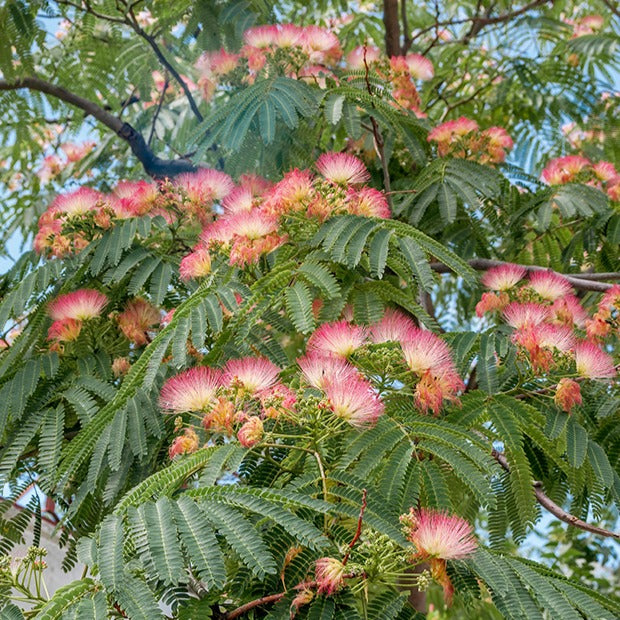 Arbre à soie rose - Albizia julibrissin rosea - Arbustes