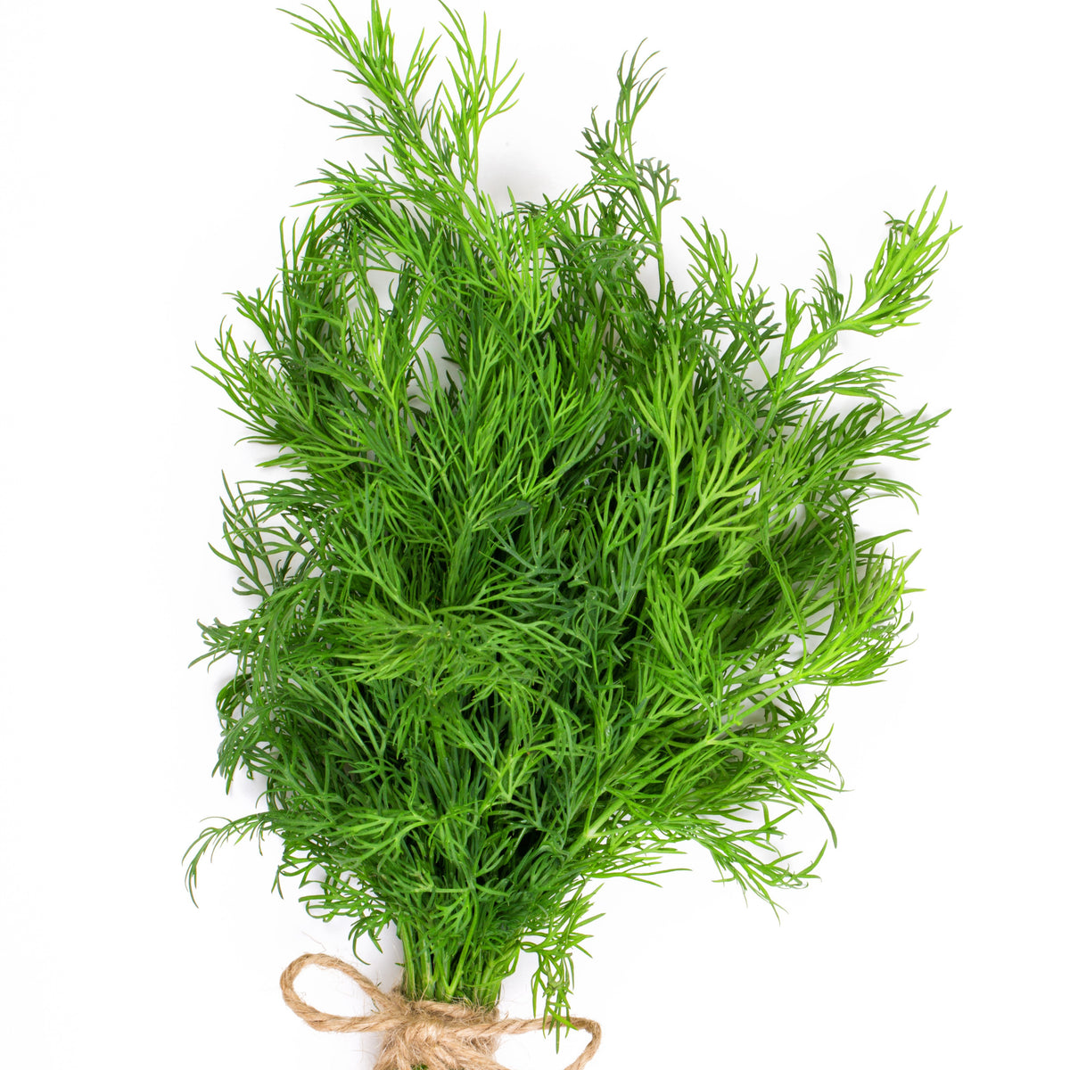 Plant d'Aneth - Willemse