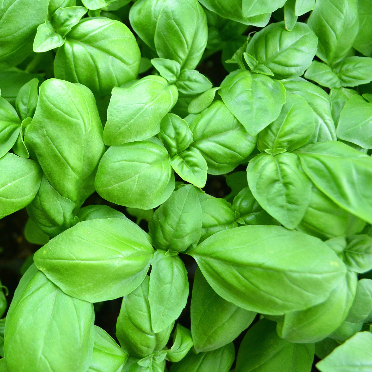 Plant de Basilic Grand vert - Willemse