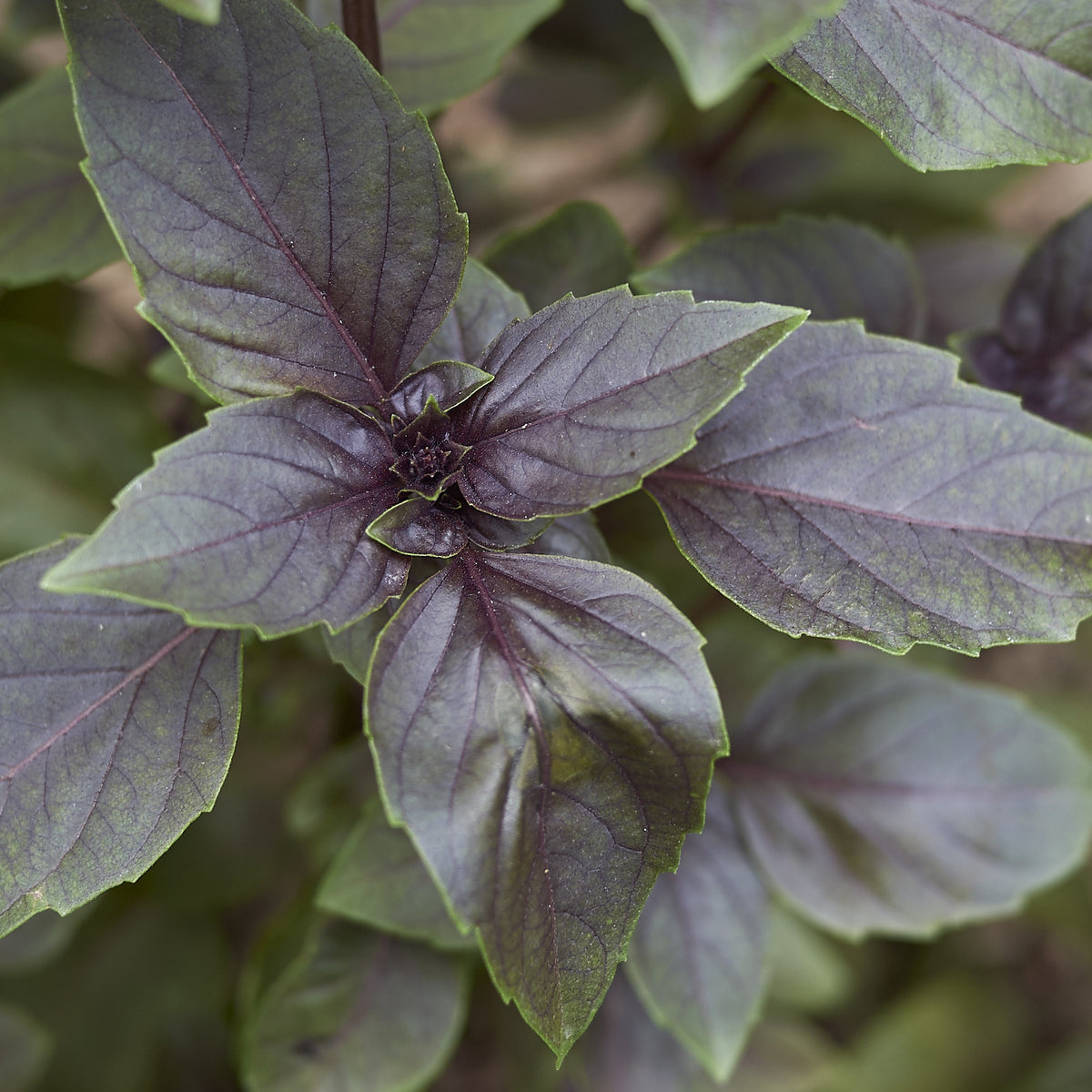 Plant de Basilic pourpre - Willemse