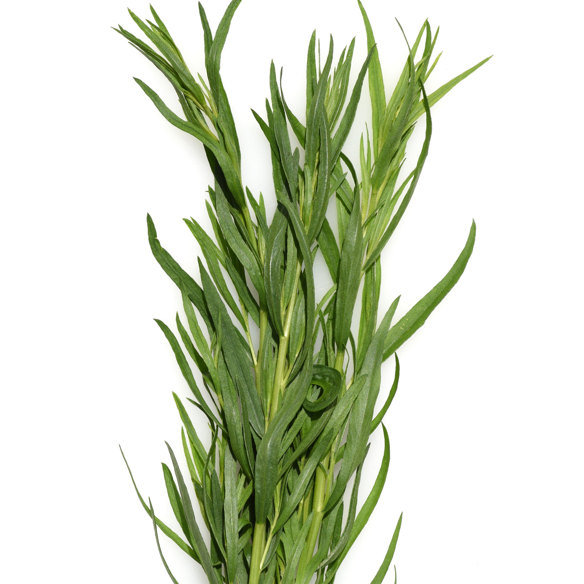 Plant d'Estragon - Willemse