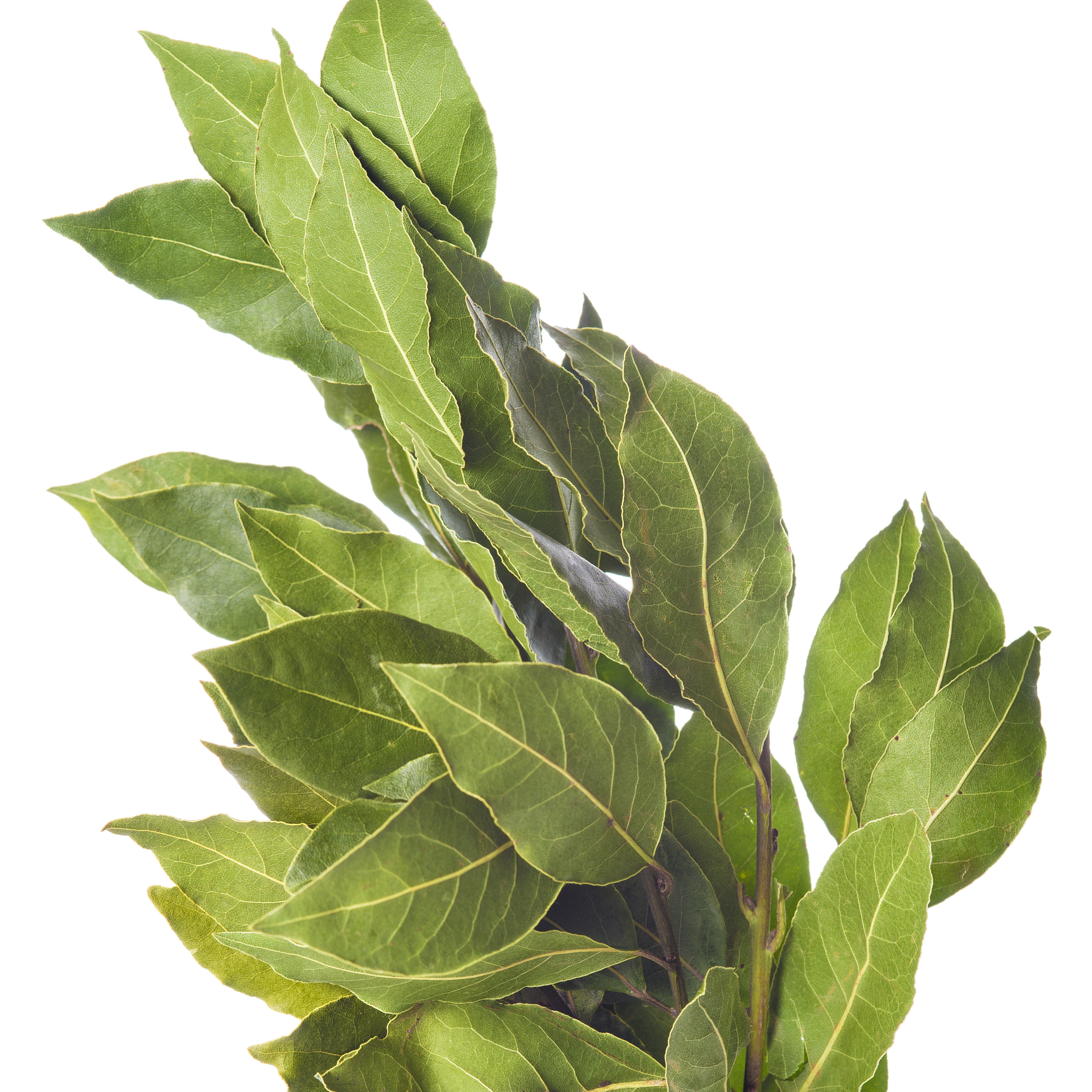 quand planter le laurier sauce Plant Laurier sauce