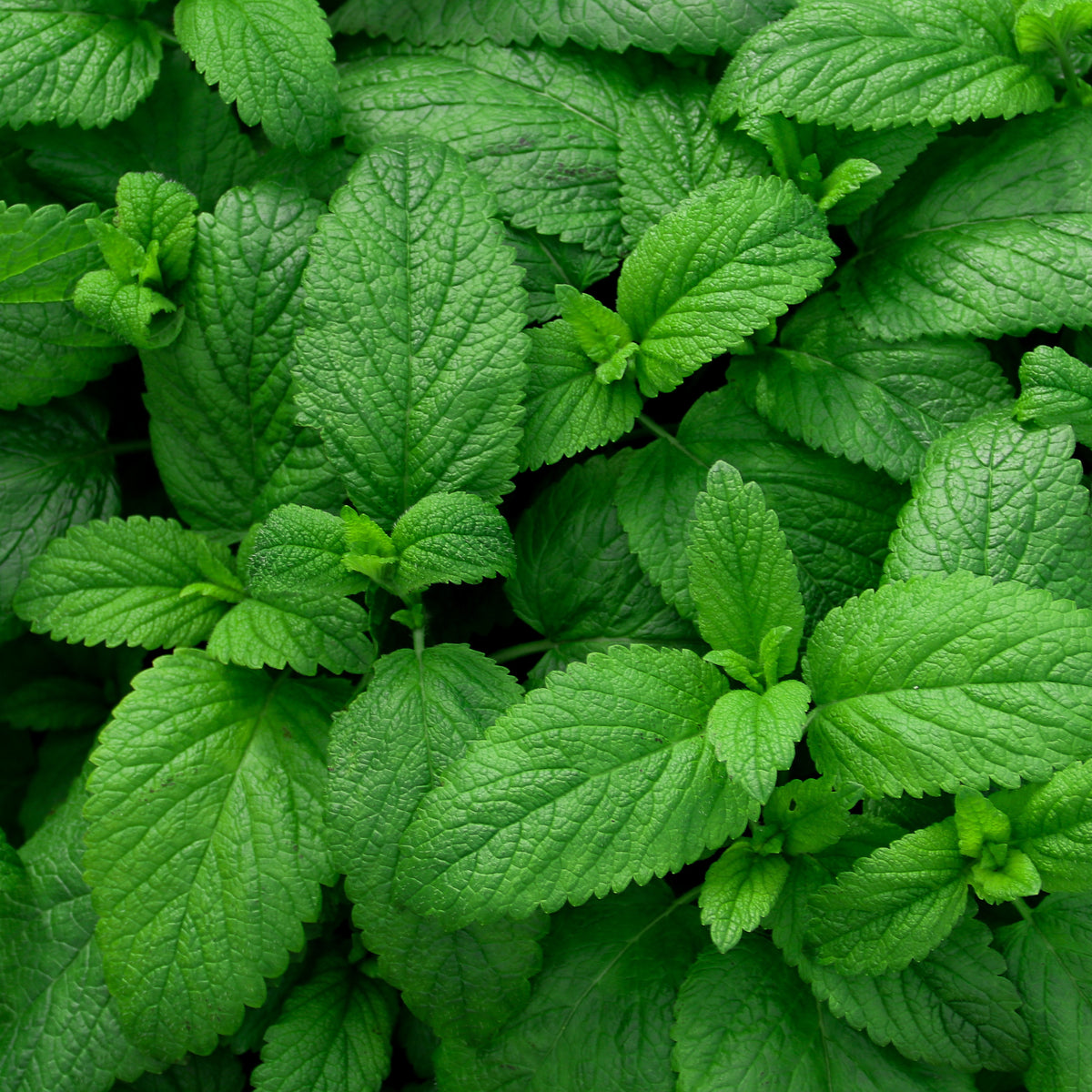 Plant de Menthe verte - Willemse