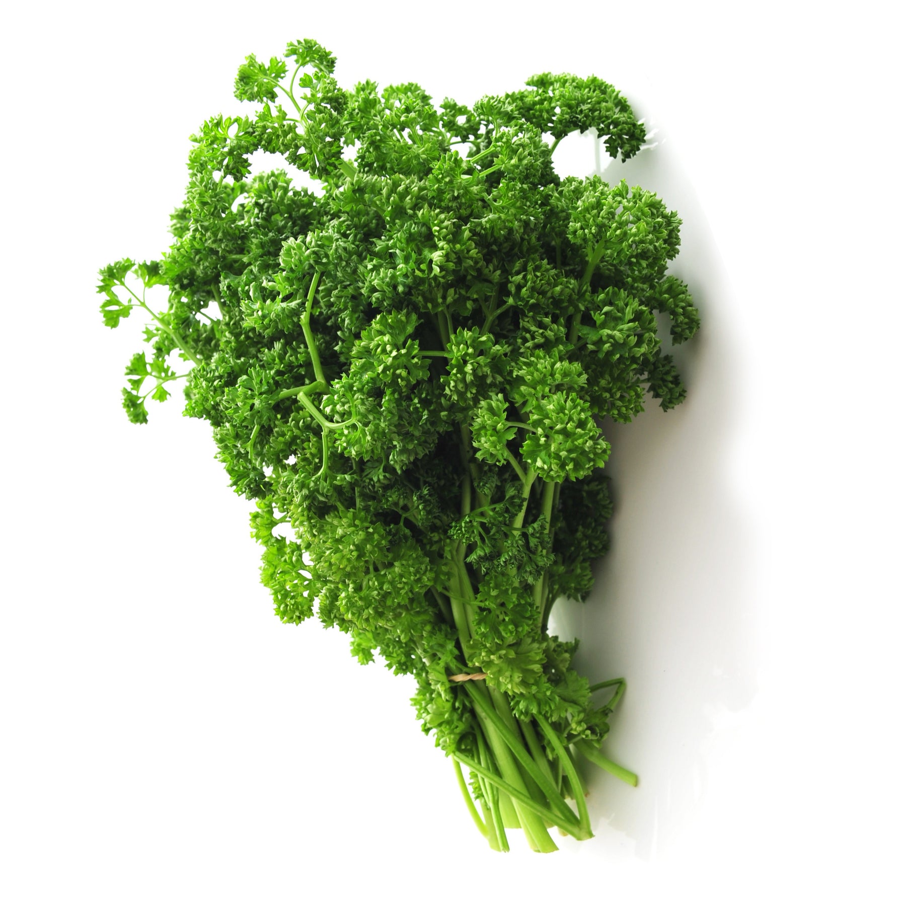 Plant de Persil frisé - Willemse