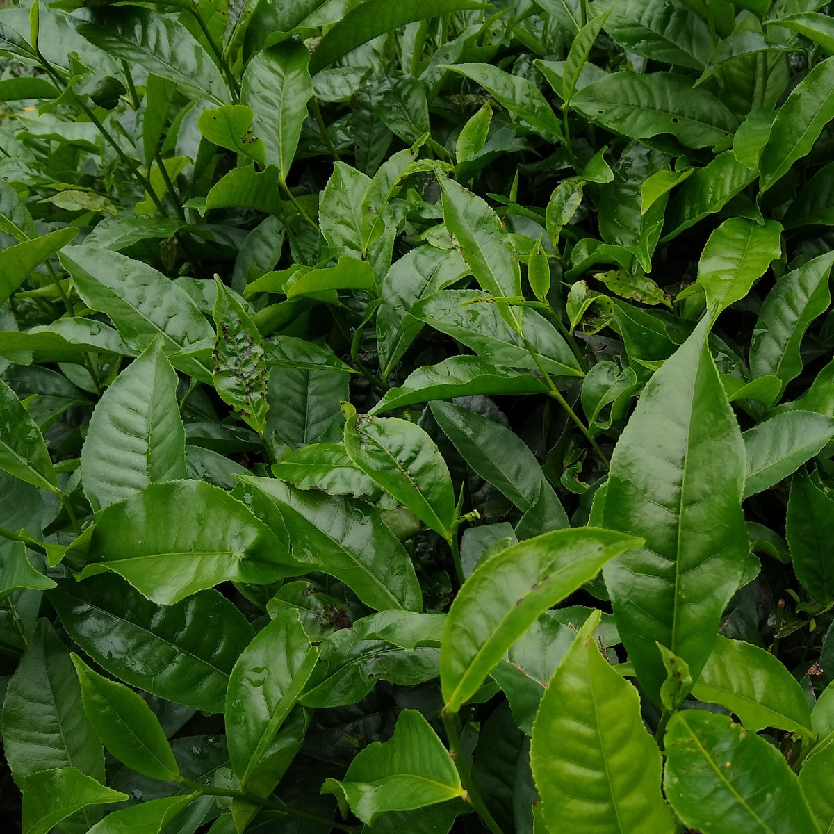 Théier - Camellia sinensis - Willemse