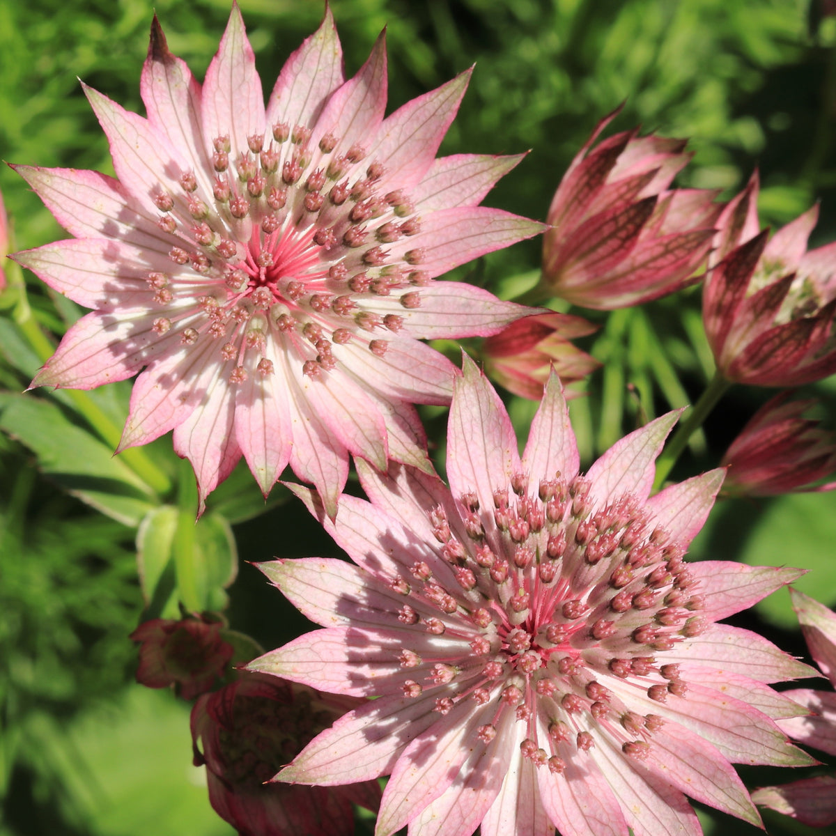 3 Astrances Major rosea - Astrantia major rosea - Willemse