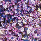 Basilic pourpre Dark Opal Bio - Willemse