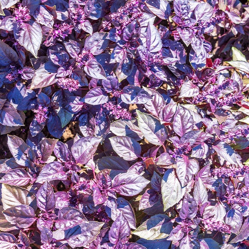 Basilic pourpre Dark Opal Bio - Willemse