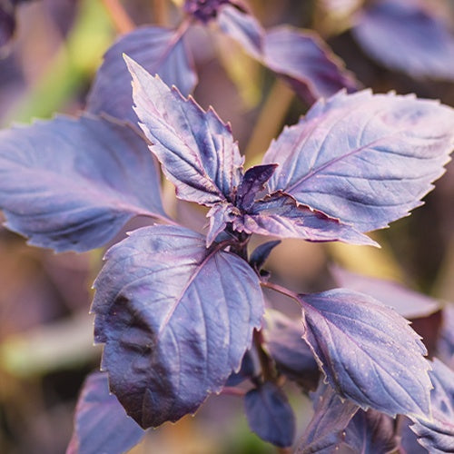 Basilic pourpre Dark Opal Bio - Ocimum basilicum dark opal - Willemse