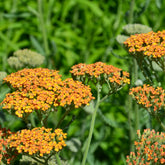 Achillée Terracotta - Willemse