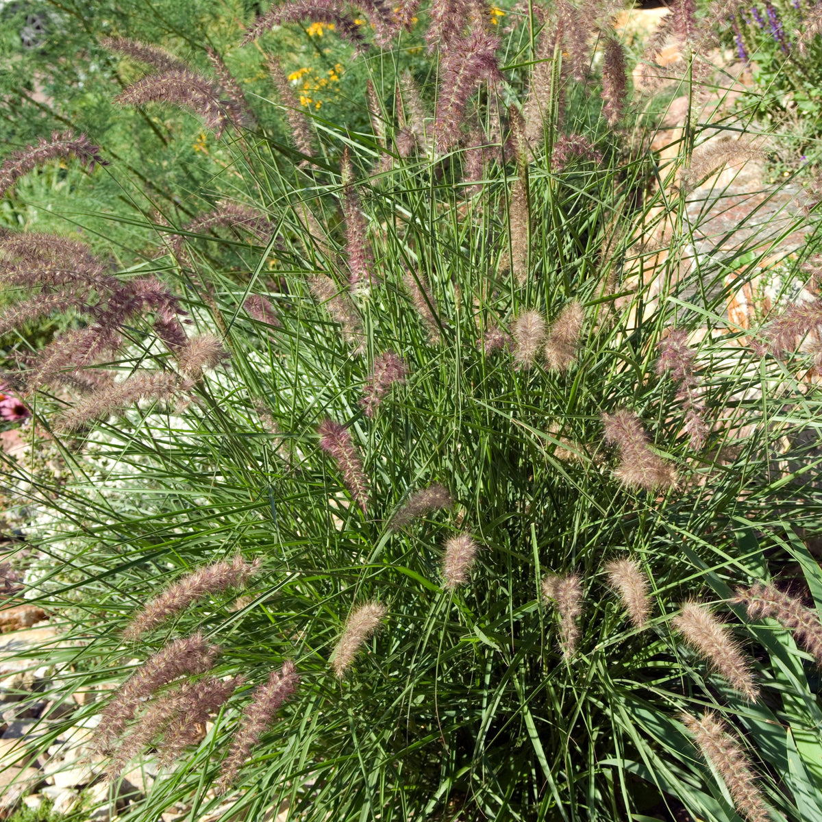 Herbe aux écouvillons d'Orient - Pennisetum - Willemse