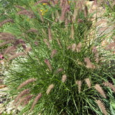 Herbe aux écouvillons d'Orient - Pennisetum - Willemse
