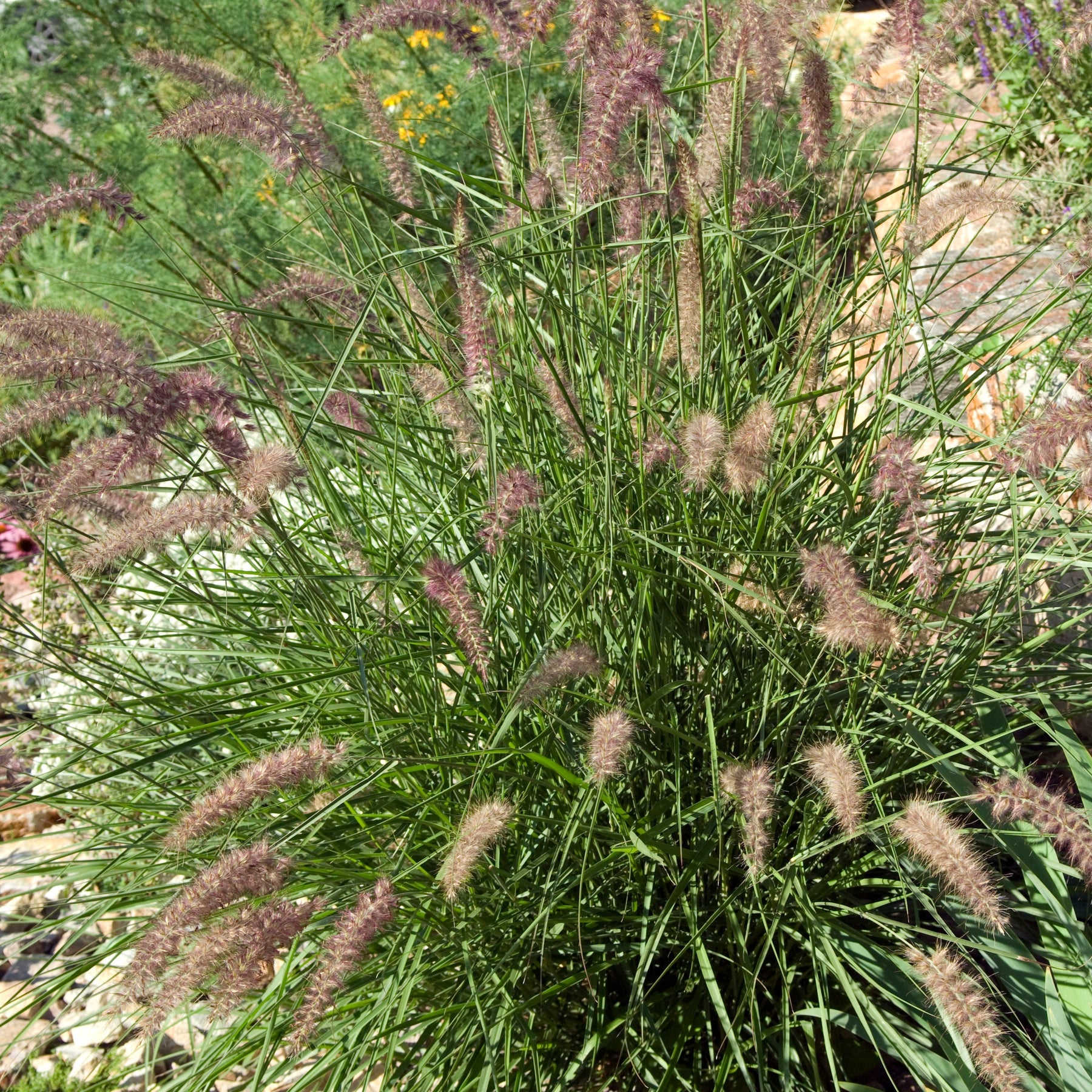 Herbe aux écouvillons d'Orient - Pennisetum - Willemse