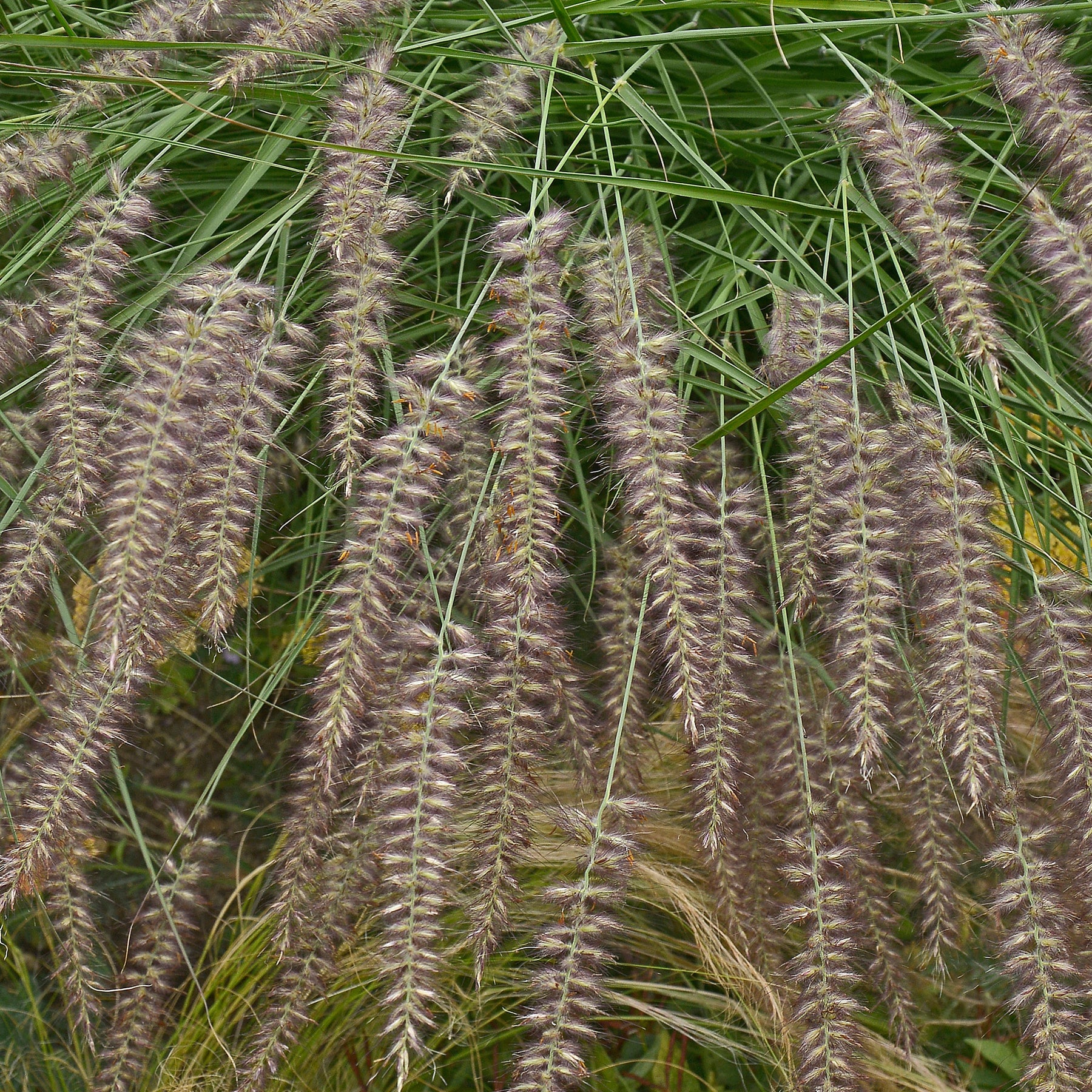 Herbe aux écouvillons d'Orient - Pennisetum - Pennisetum orientale - Willemse