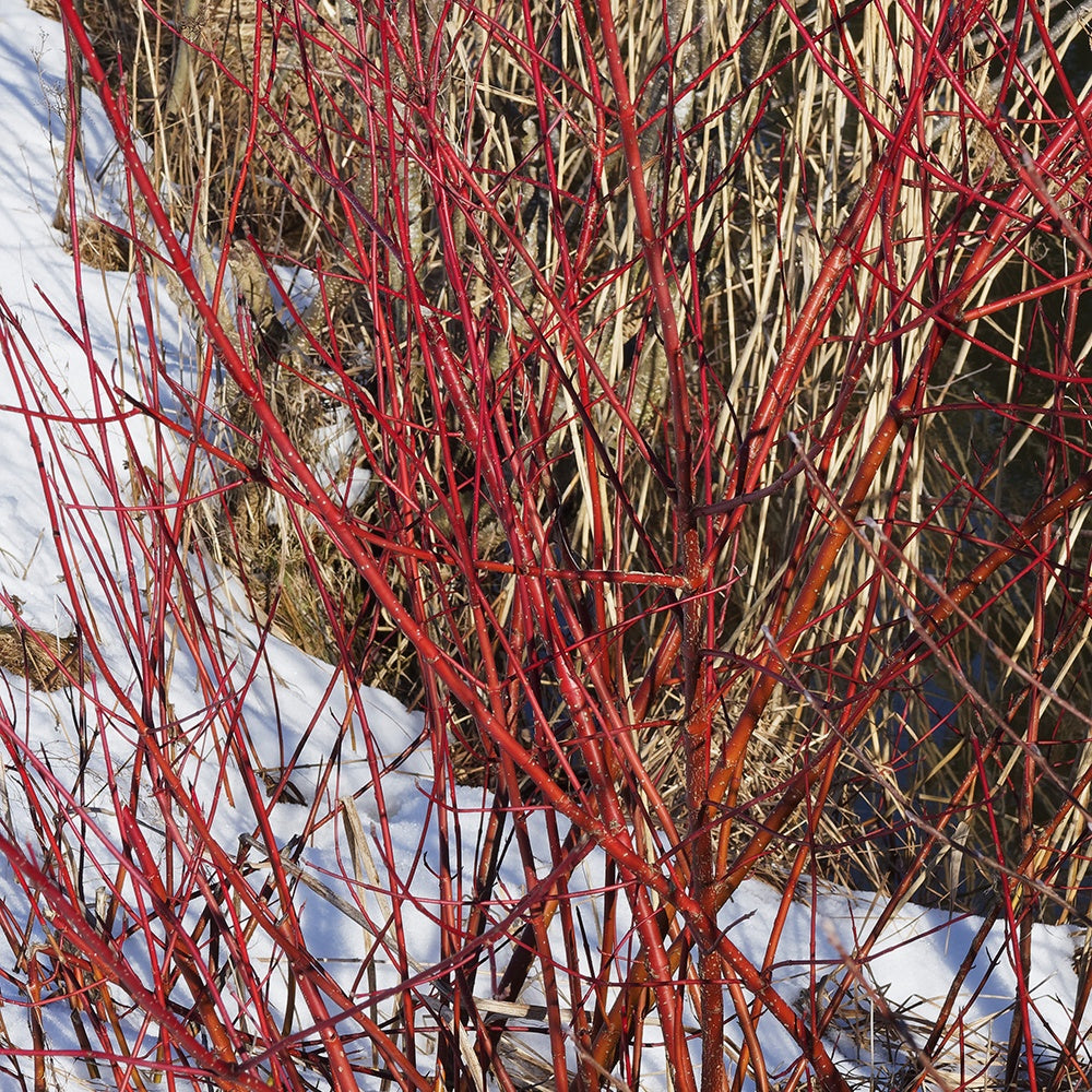 Cornouiller blanc Elegantissima - Cornus alba elegantissima - Arbustes