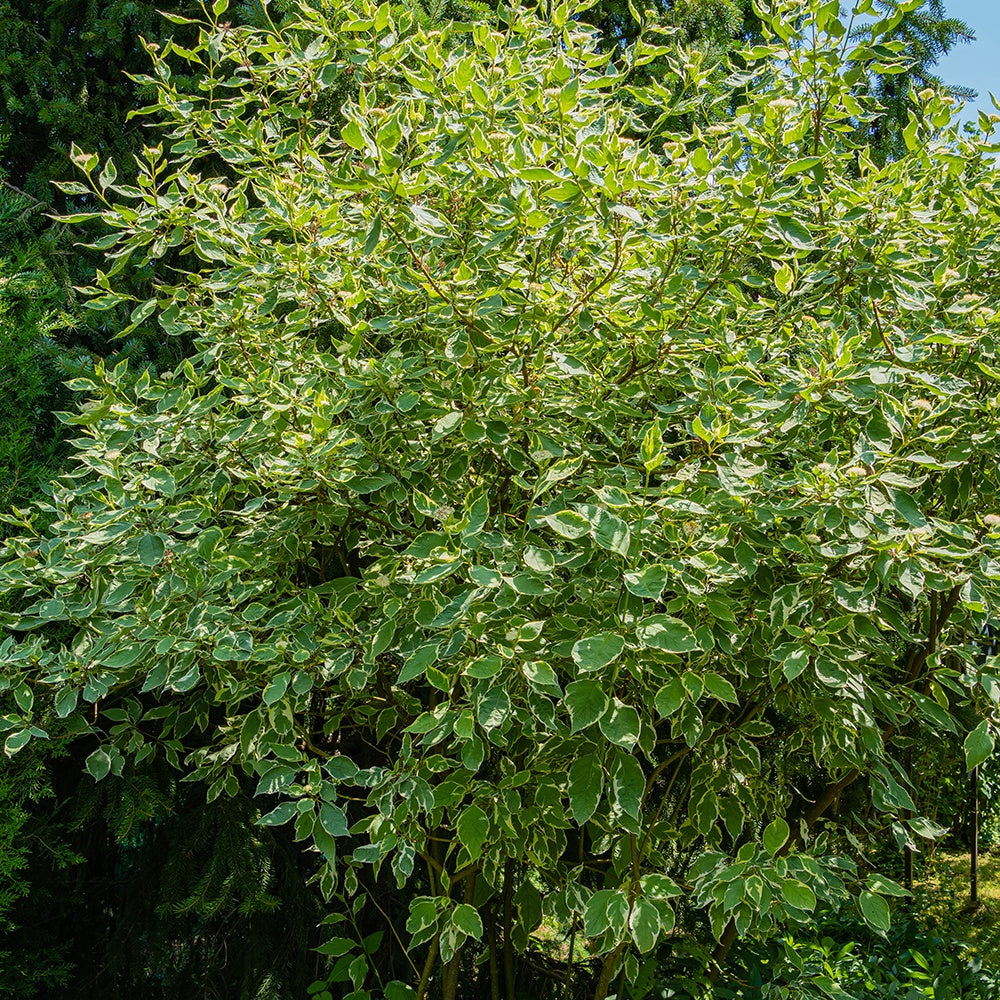 Cornouiller blanc Elegantissima - Cornus alba elegantissima - Cornouillers