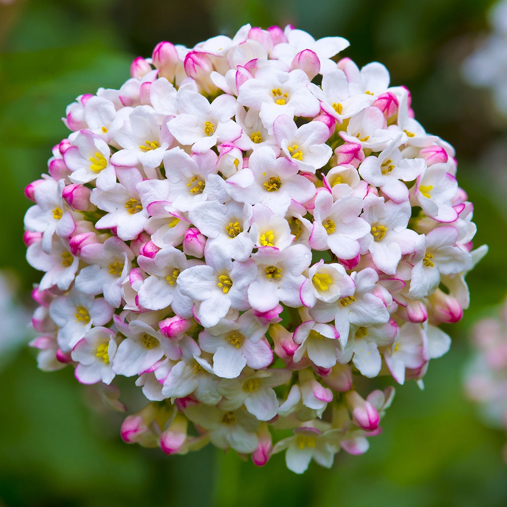 Viorne de Burkwood - Viburnum burkwoodii - Willemse