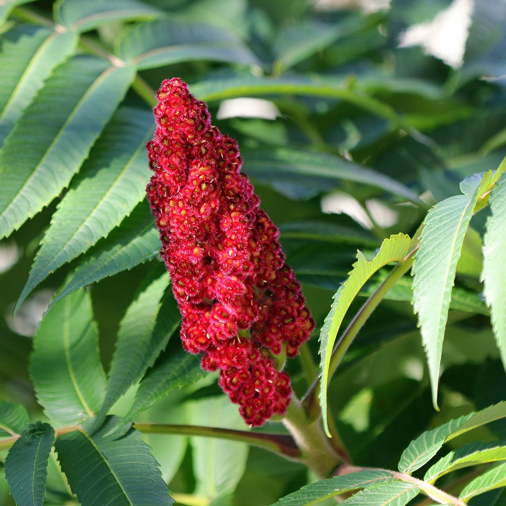 Sumac de Virginie - Rhus typhina - Willemse