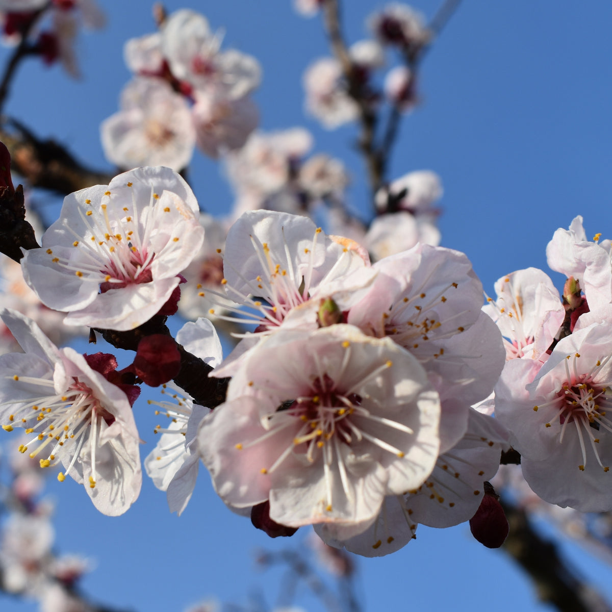 Abricotier Luizet - Prunus armeniaca luizet - Willemse