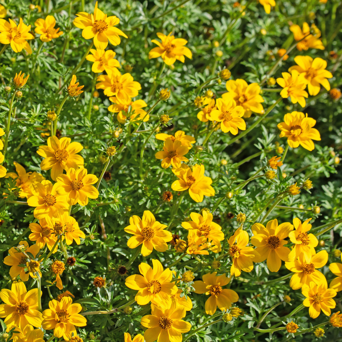 3 Bidens à feuilles de férule - Bidens ferulifolia - Plantes