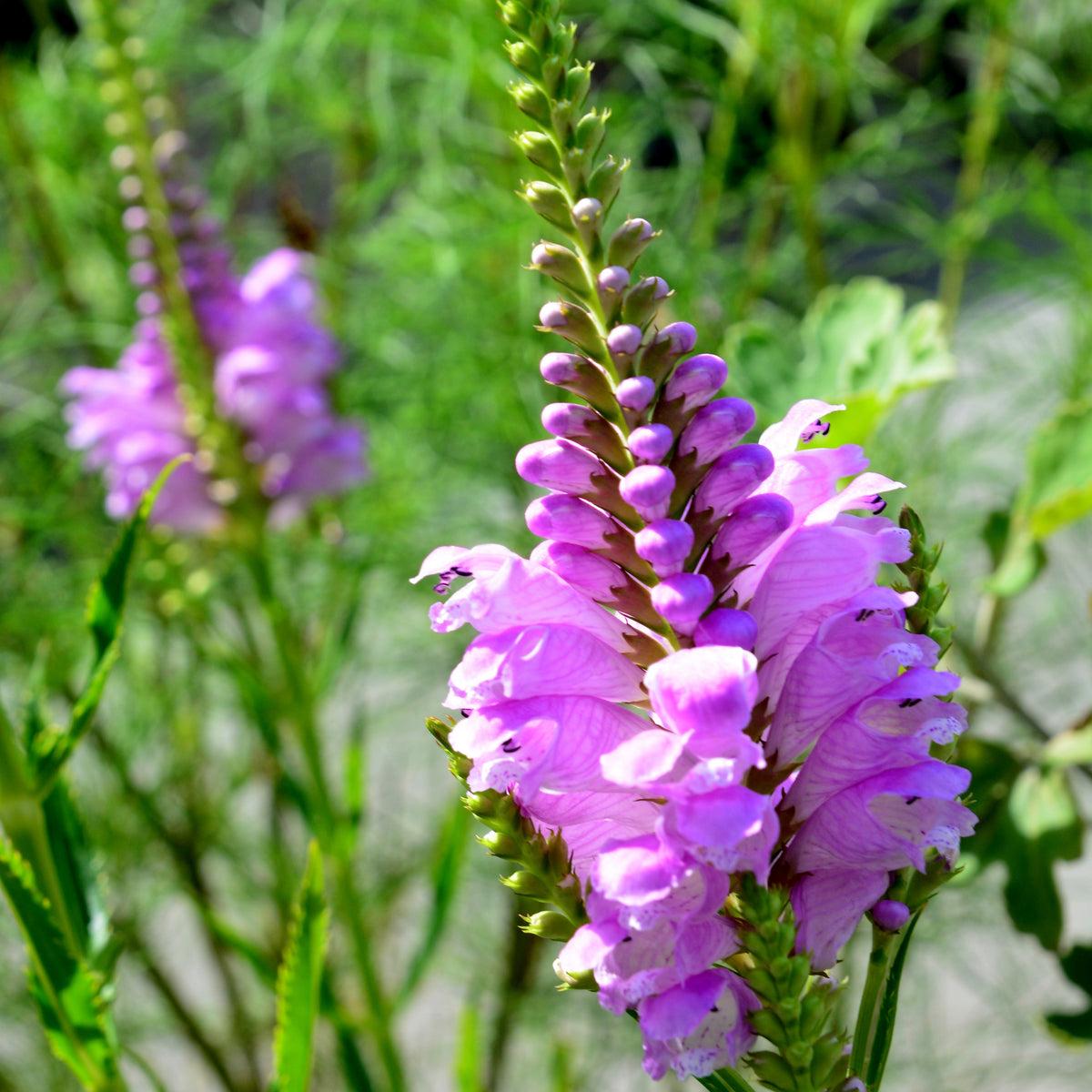 Cataleptique Bouquet Rose - Physostegia virginiana 'bouquet rose' - Willemse