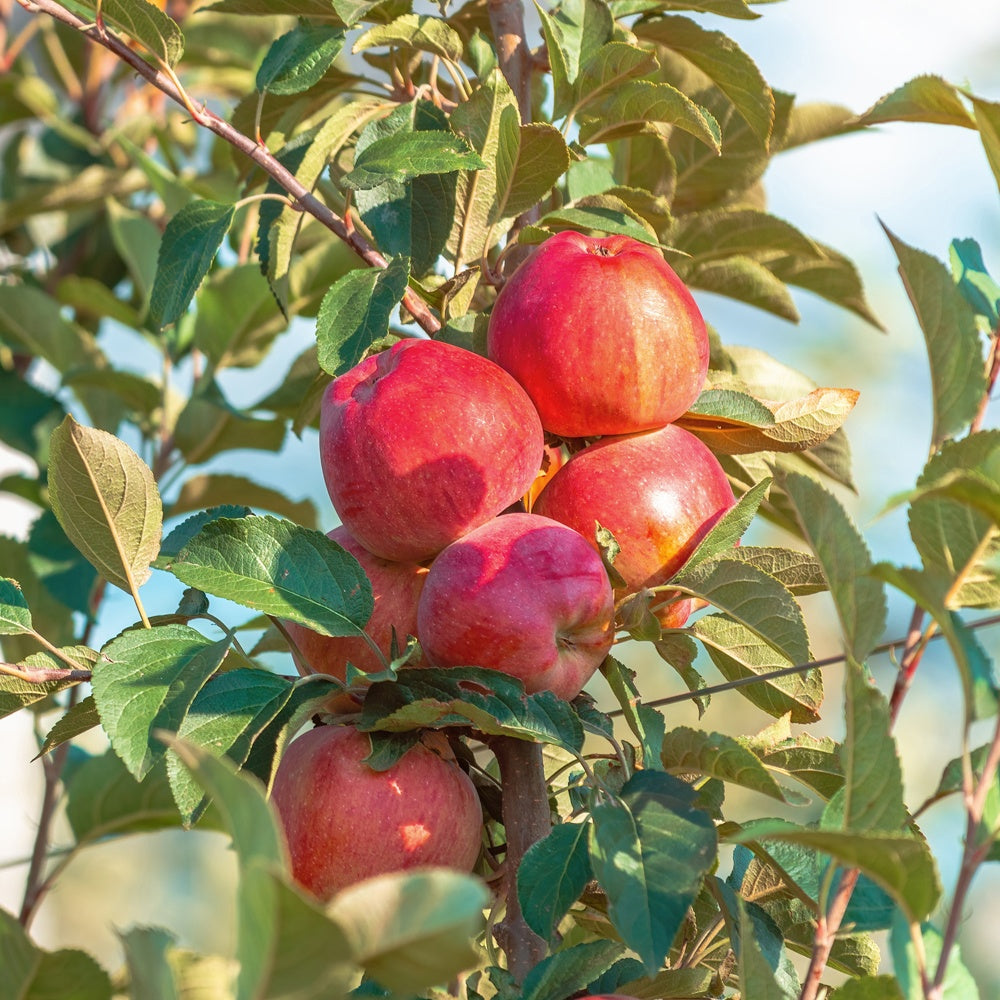 Pommier Summerred - Malus domestica summerred - Plantes