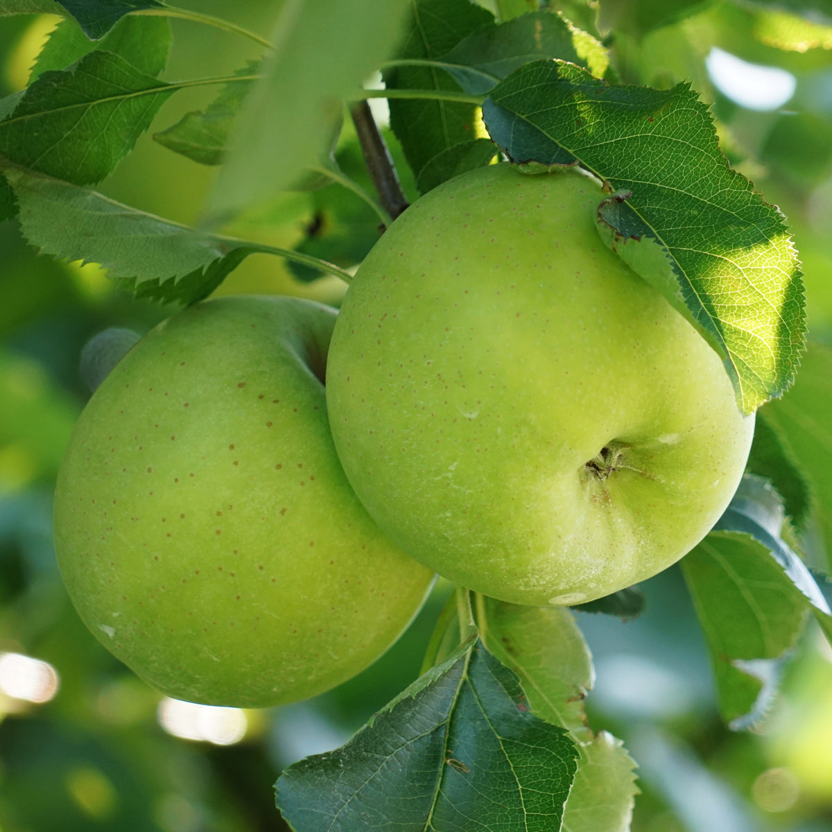 Pommier Granny Smith - Malus domestica 'granny smith' - Willemse