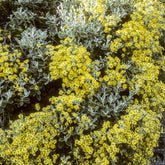 Senecio compacta Drysdale - Willemse