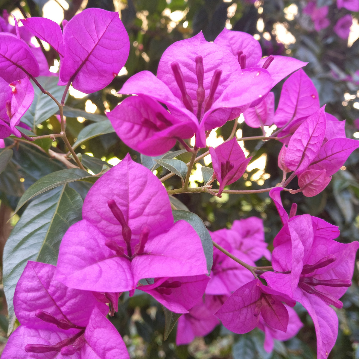 Bougainvillier rustique Violet de Mèze - Bougainvillea 'violet de mèze' - Willemse