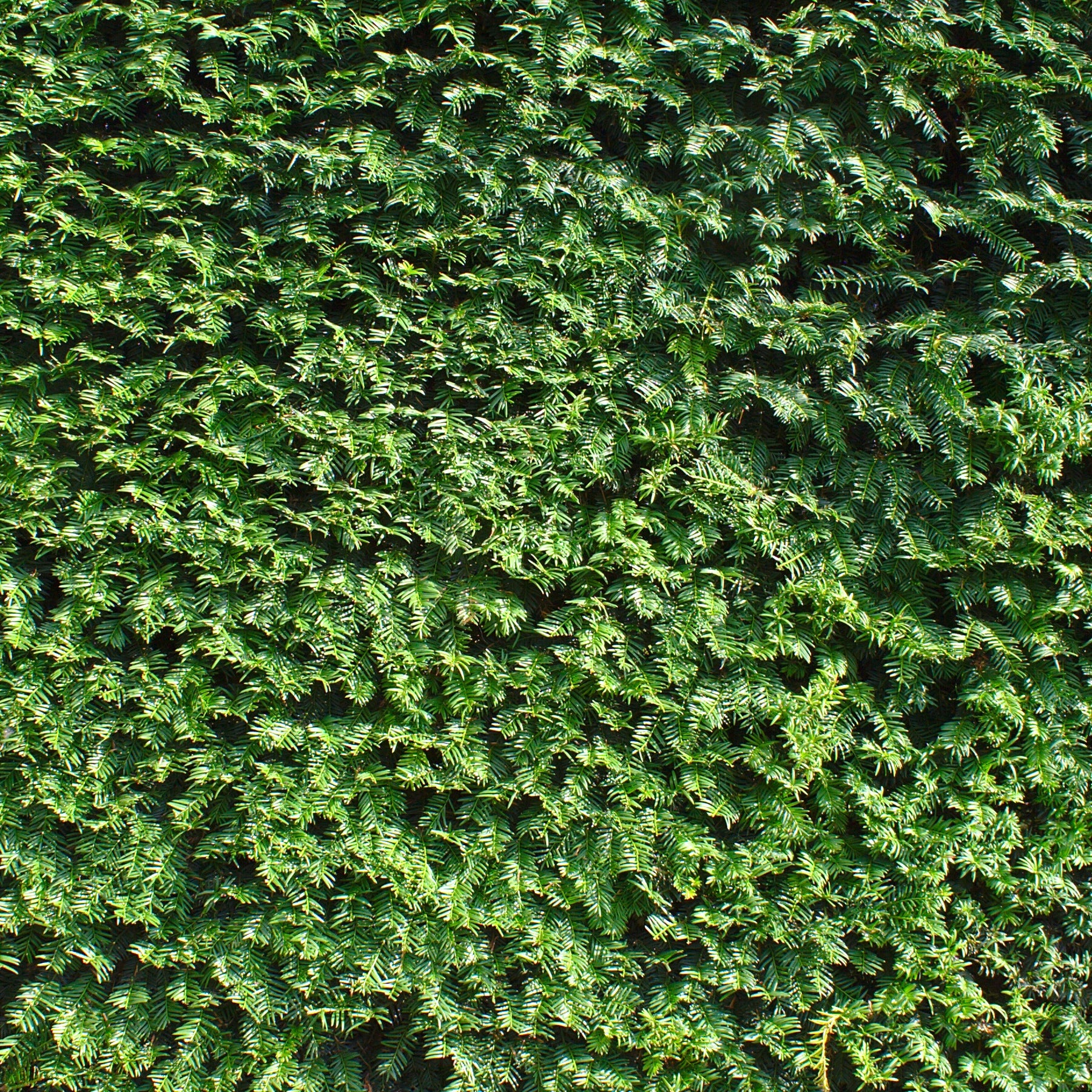 Taxus baccata - If commun - Arbustes de haie