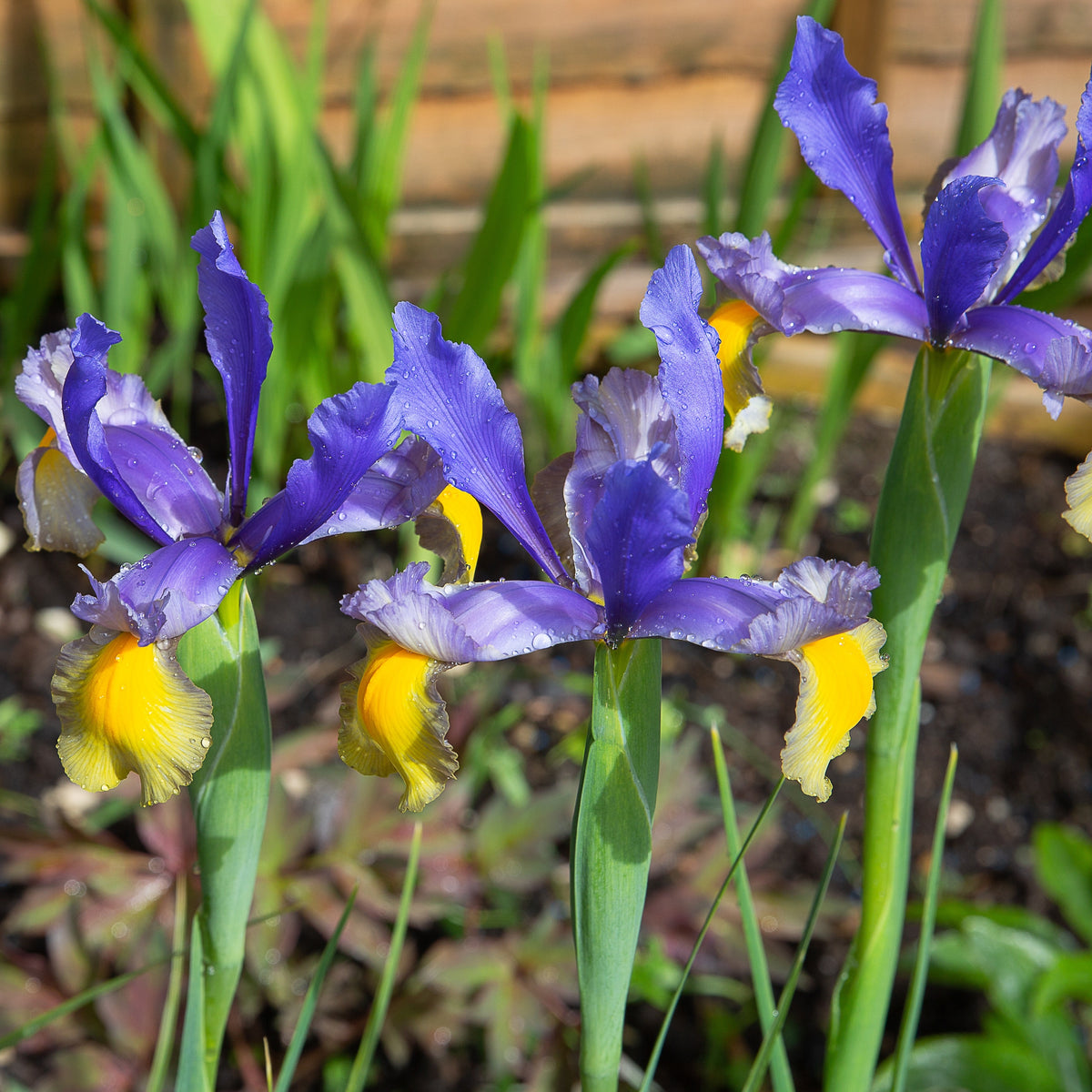 10 Iris de Hollande Frans Hals - Willemse
