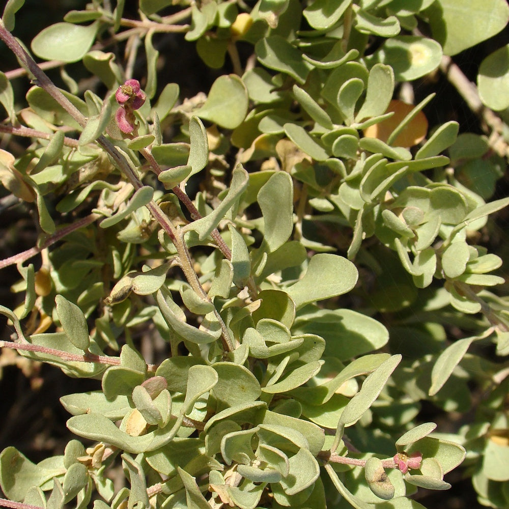 Pourpier de mer - Atriplex halimus - Willemse