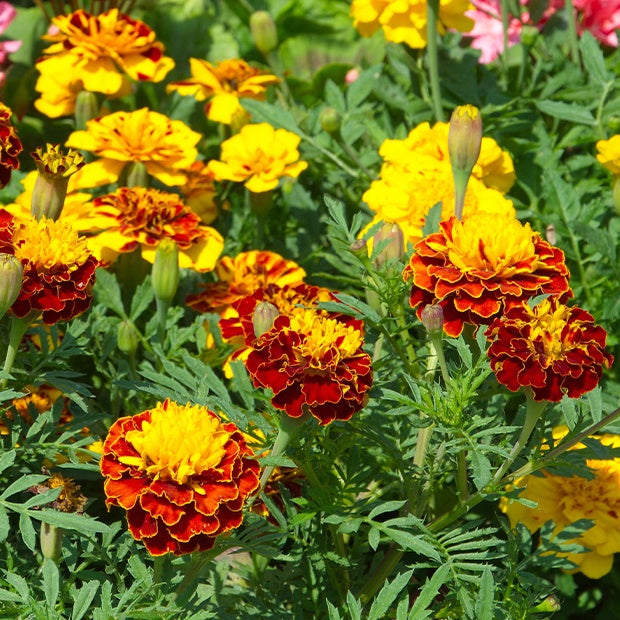 Œillets d'Inde et roses d'Inde - Oeillets d'Inde nains - Tagetes patula