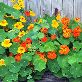 Capucines naines en mélange - Willemse