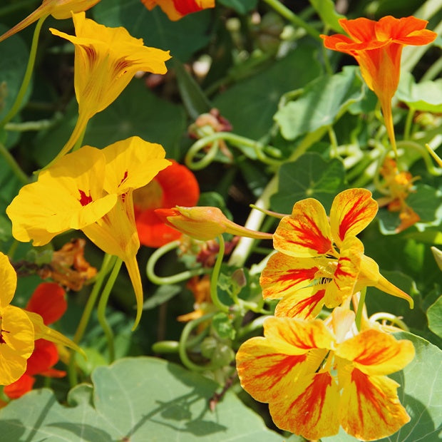 Tropaelum nanus - Capucines naines en mélange - Capucines