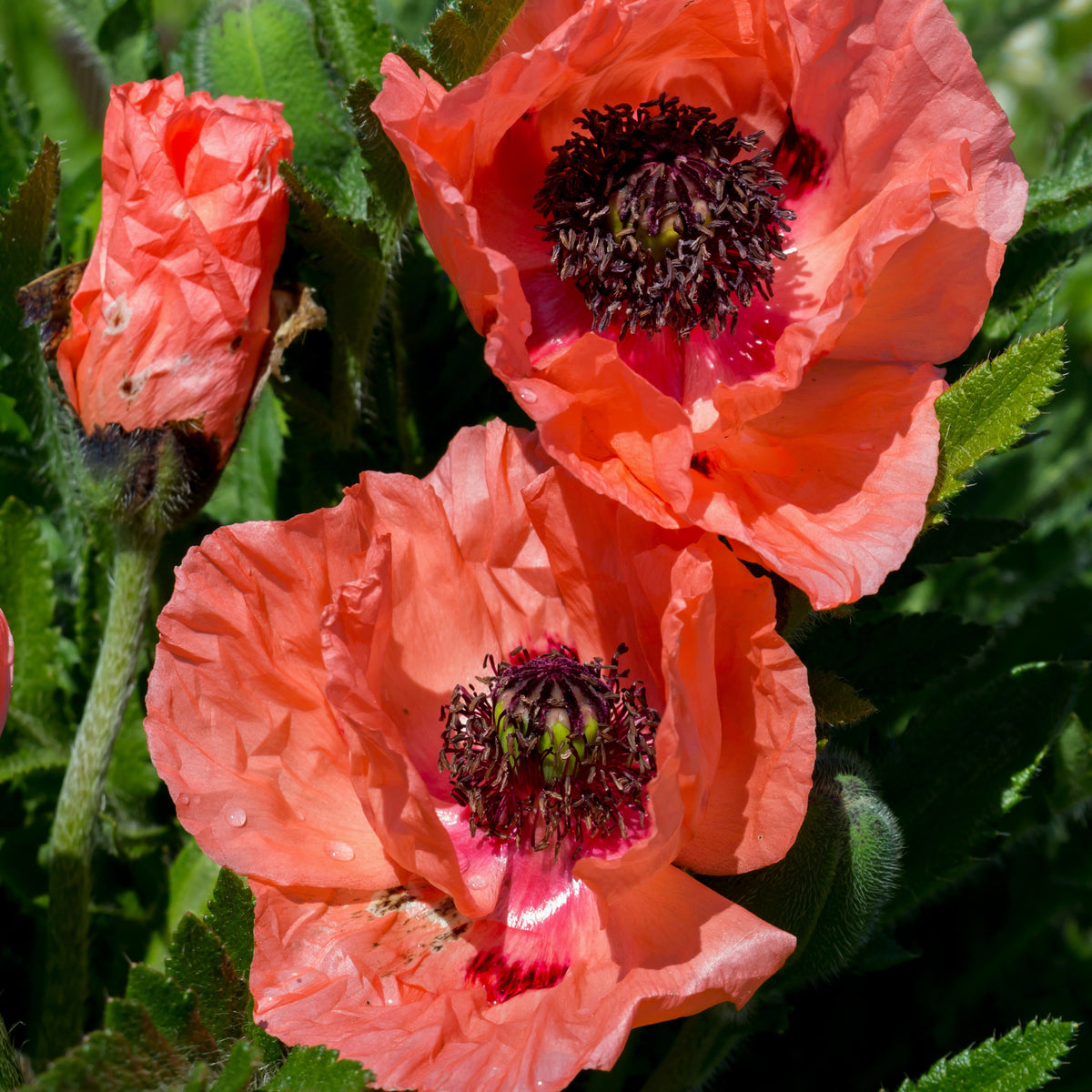 3 Pavots d'Orient orange - Papaver orientale Effendi - Willemse