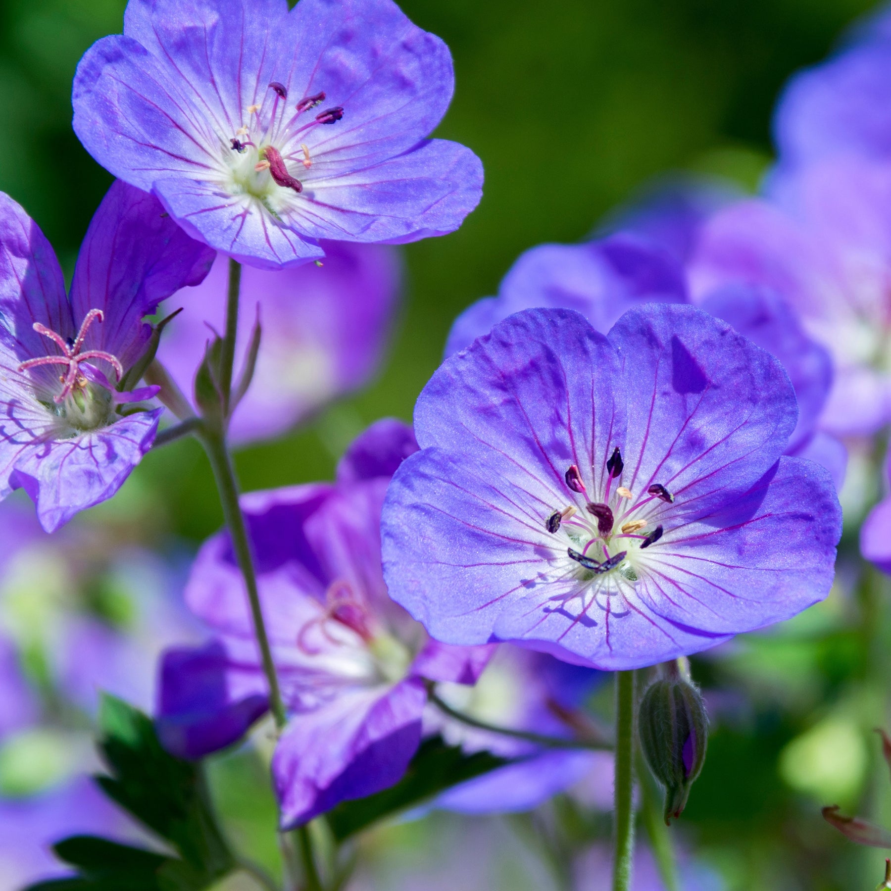 Vente 9 Géraniums vivaces en mélange - Geranium oxonianum katharine adèle , himalayense,
