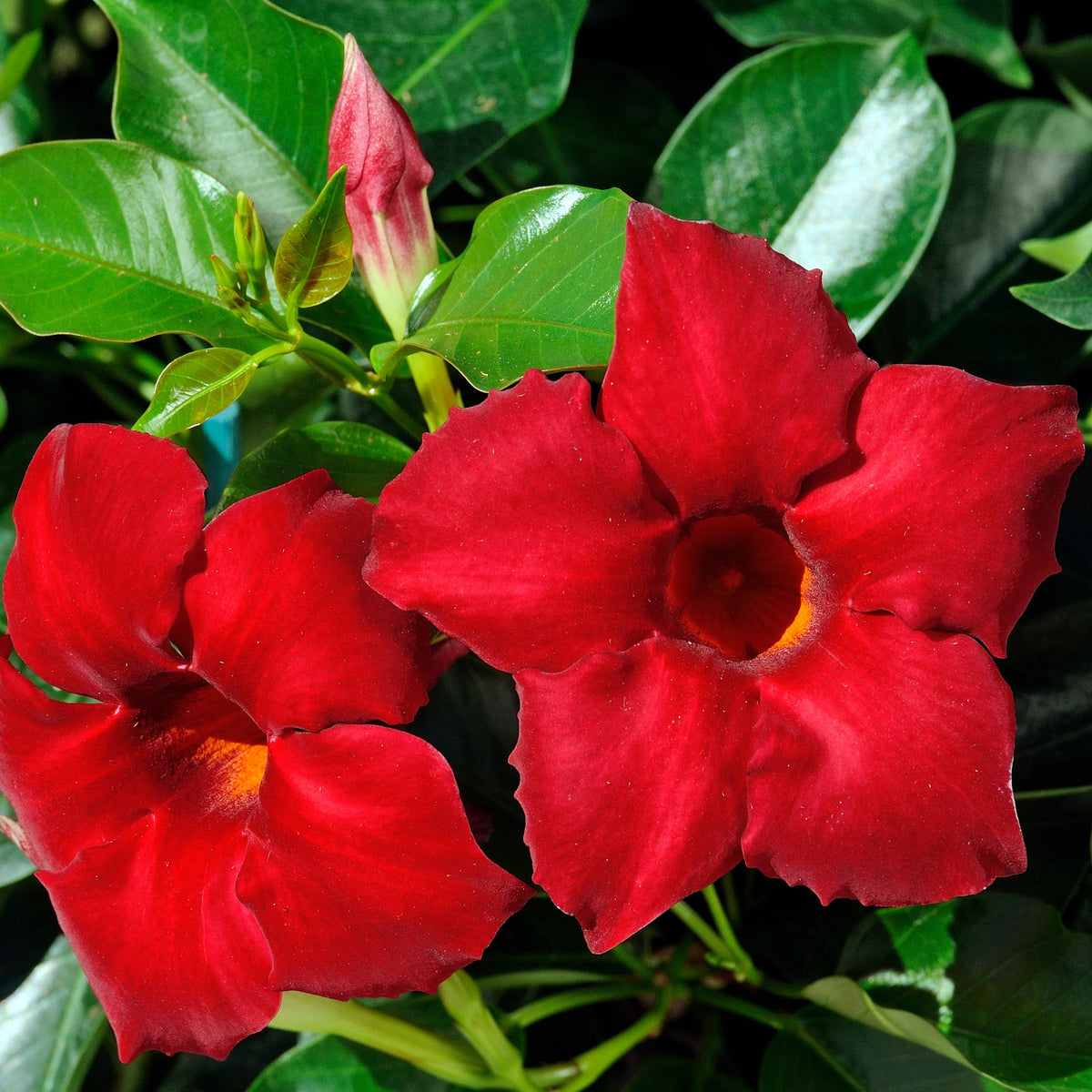 Jasmin du Brésil Dipladénia - Mandevilla sanderi - Willemse