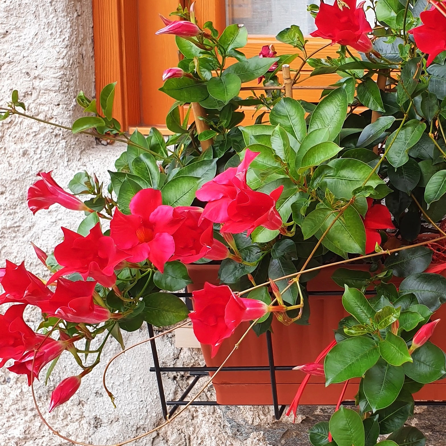 Mandevilla sanderi - Jasmin du Brésil Dipladénia - Dipladenia