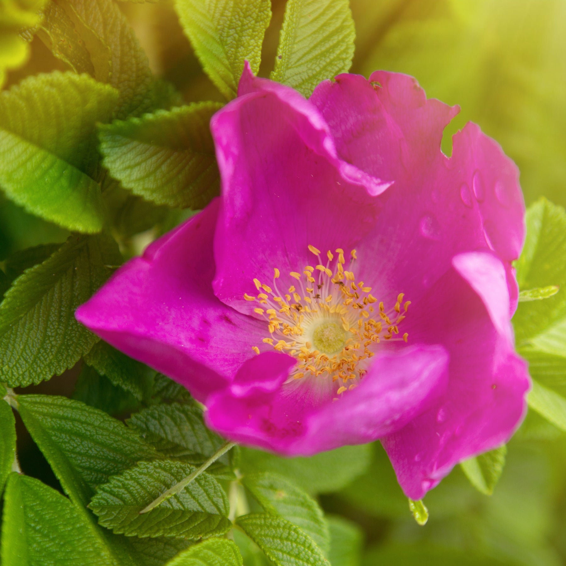 Rosa rugosa rubra - Rosier rugueux rose foncé - Rosier rugueux - Rosa rugosa