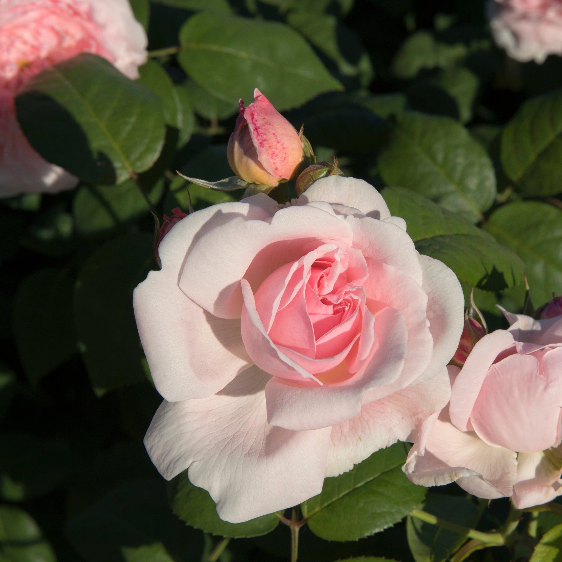 Rosier buisson rose - Willemse
