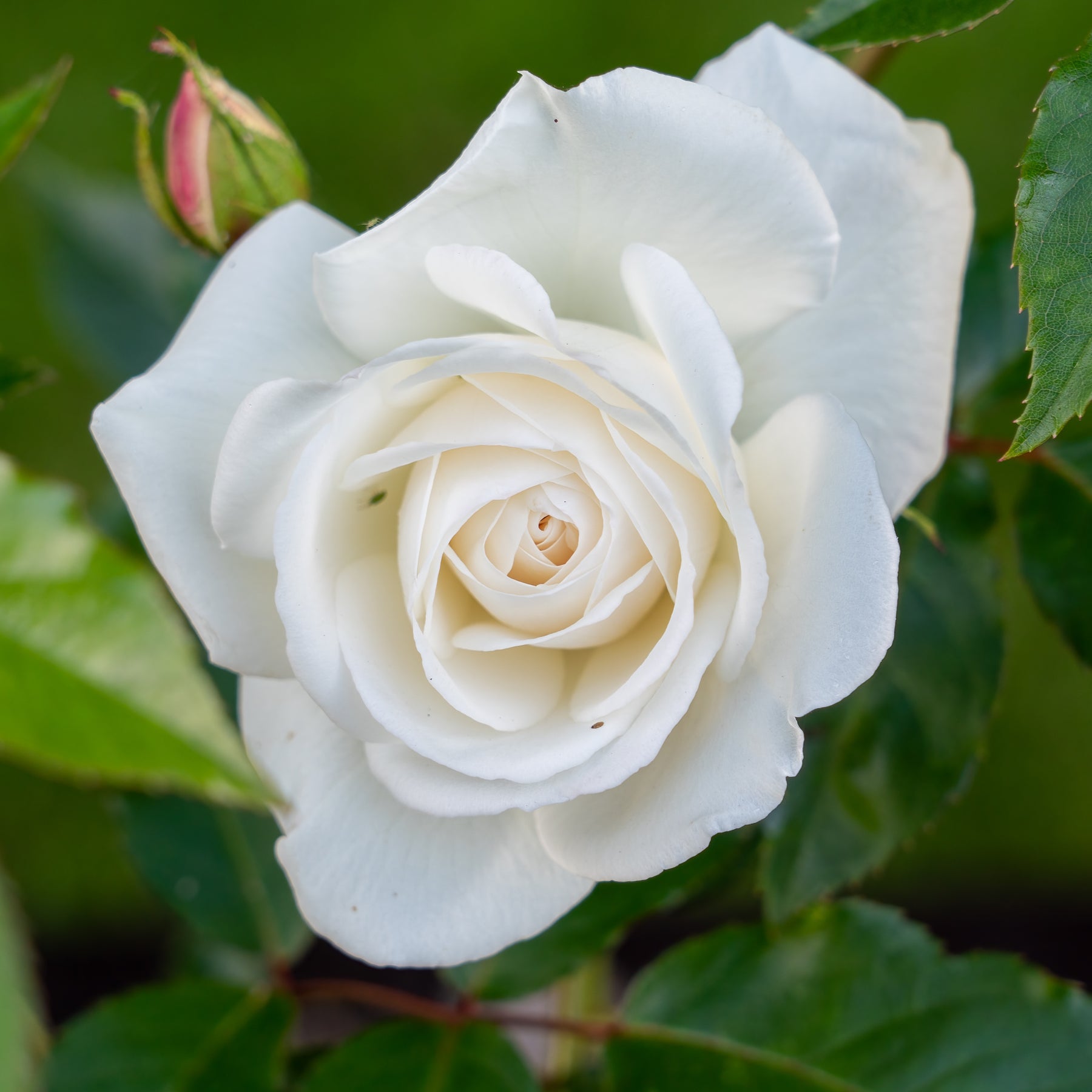 Rosier buisson blanc - Willemse