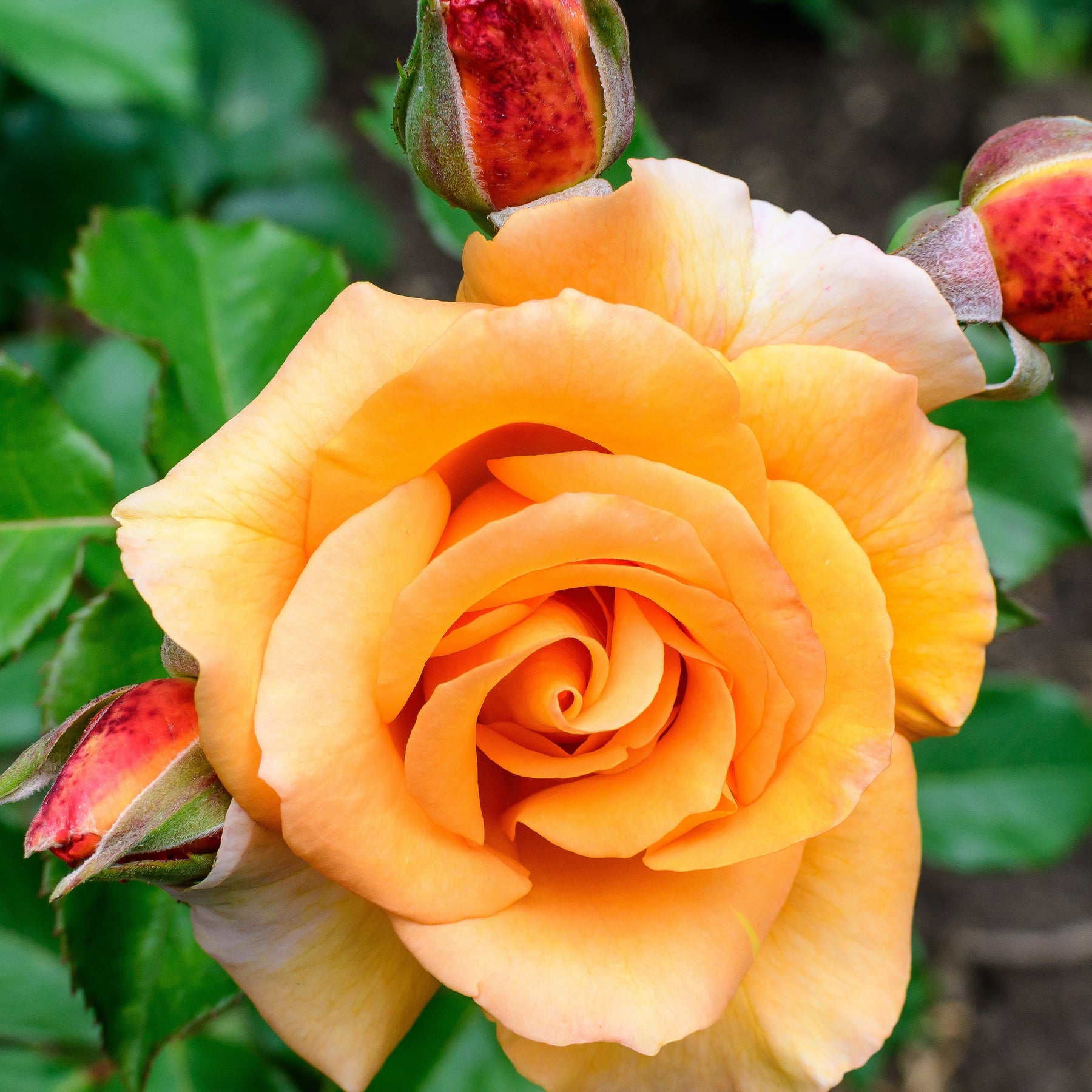 Rosier grimpant orange - Willemse