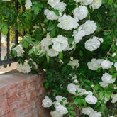 Rosier grimpant blanc - Willemse