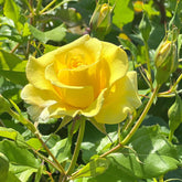 Rosier grimpant jaune - Willemse