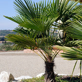 Palmier chanvre nain du Chusan - Willemse