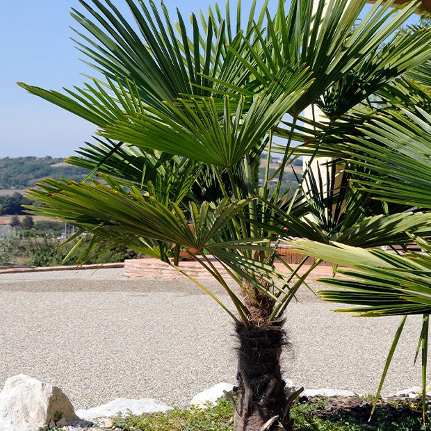 Palmier chanvre nain du Chusan - Trachycarpus wagnerianus - Willemse