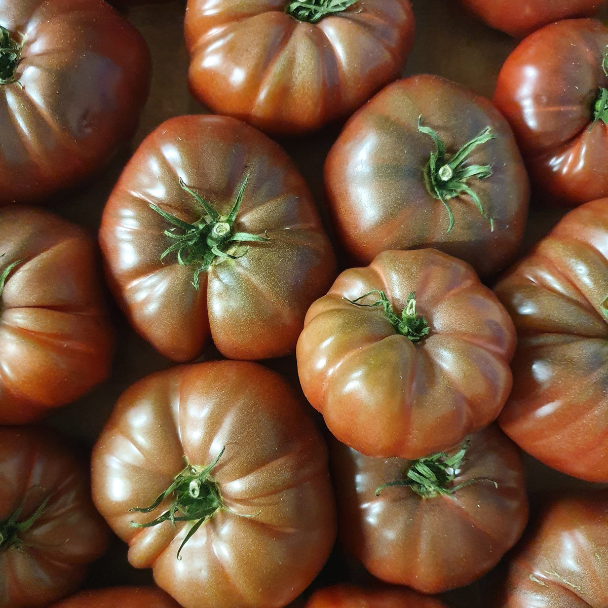 Collection de 9 Plants tomates originales - Solanum lycopersicum green zebra,orange queen,noire de crimée - Willemse