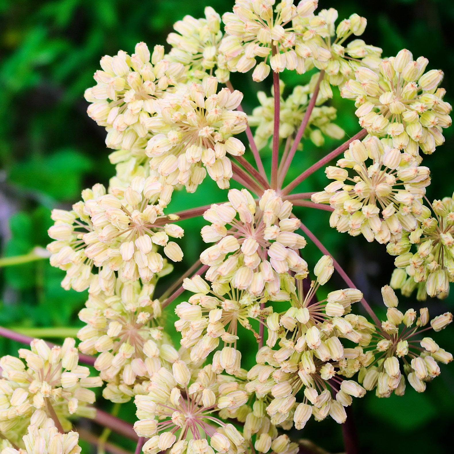 Fleurs vivaces - Angélique officinale - Angelica archangelica