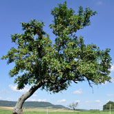 Prunier Reine-Claude d’Oullins - Willemse
